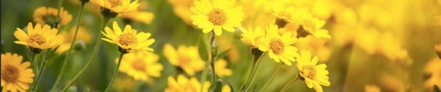 cropped-cropped-yellow_daisies1.jpg