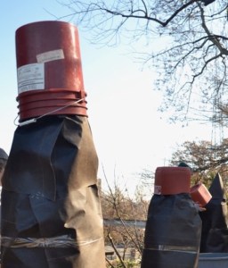 fig tree with bucket