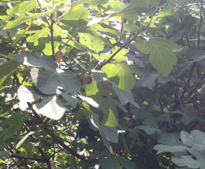 My fig tree