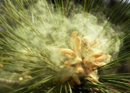 pine pollen releasing