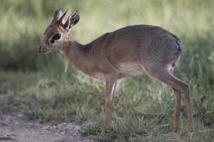 Dikdik in Nairobi camp