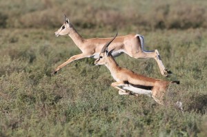 Gazelles running