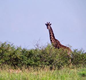 Giraffe peeking