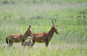 Hartebeest