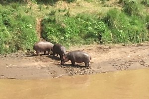 Hippos by Mara River