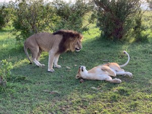 Lions in love
