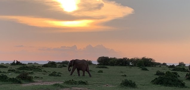 Elephant walking at sunset