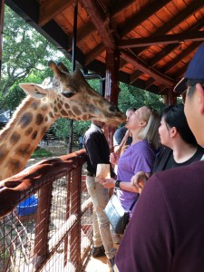 Feeding Rothchild giraffe
