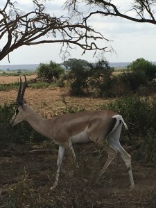 Male impala
