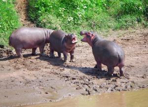 Mara Intrepids noisy hippos playing