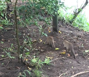 Mara Intrepids mongoose