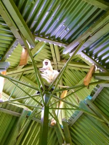 Mara Intrepids tower monkey