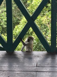 Monkey sneaking into the tower