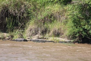 Mara Intrepids crocodile