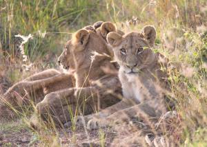 Mara Intrepids lion cubs