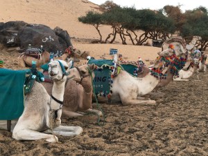 Camels on Kitchner Island