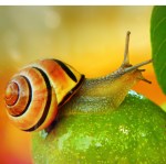 snail photo by krzysztof niewolny on unsplash