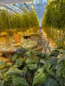 Inside a Fridheimar Greenhouse in Iceland