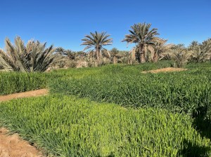 Oasis ner Merzouga, Morocco