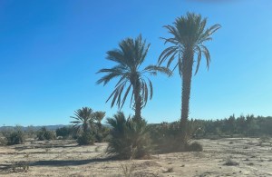 Date palms in Skoura