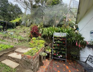Garden abundance at Mandalaire, Envigado Colombia